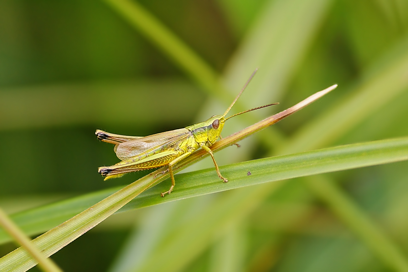 Große Goldschrecke (Chrysochraon dispar), Männchen