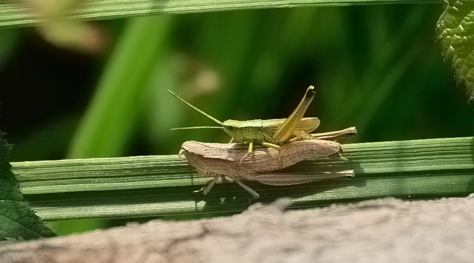 Große Goldschrecke