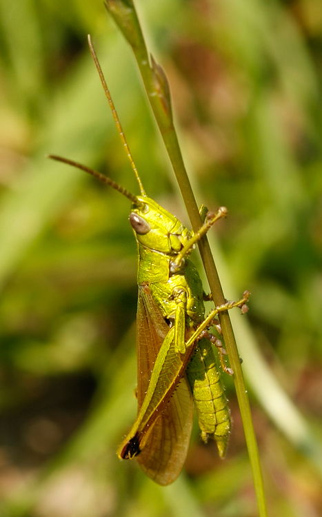 Große Goldschrecke, Männchen