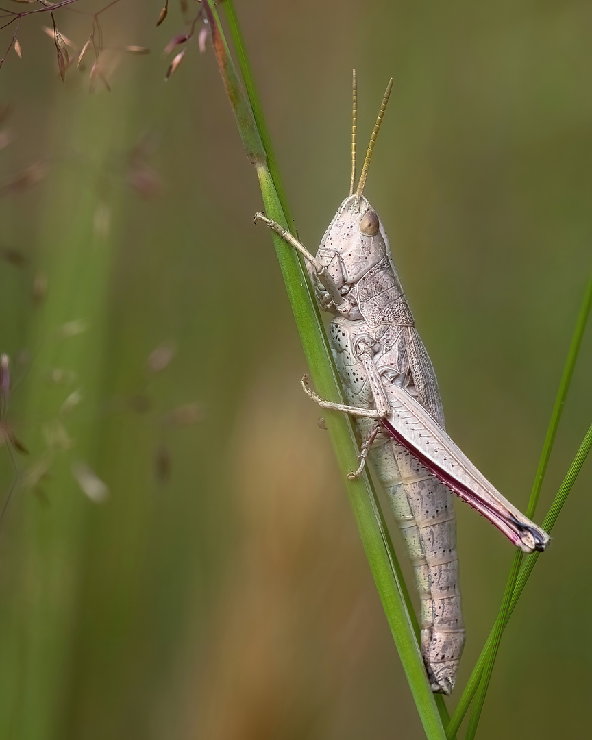 Große Goldschrecke (Weibchen) 