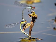 Große Granatauge (Erythromma najas) bei der Eiablage