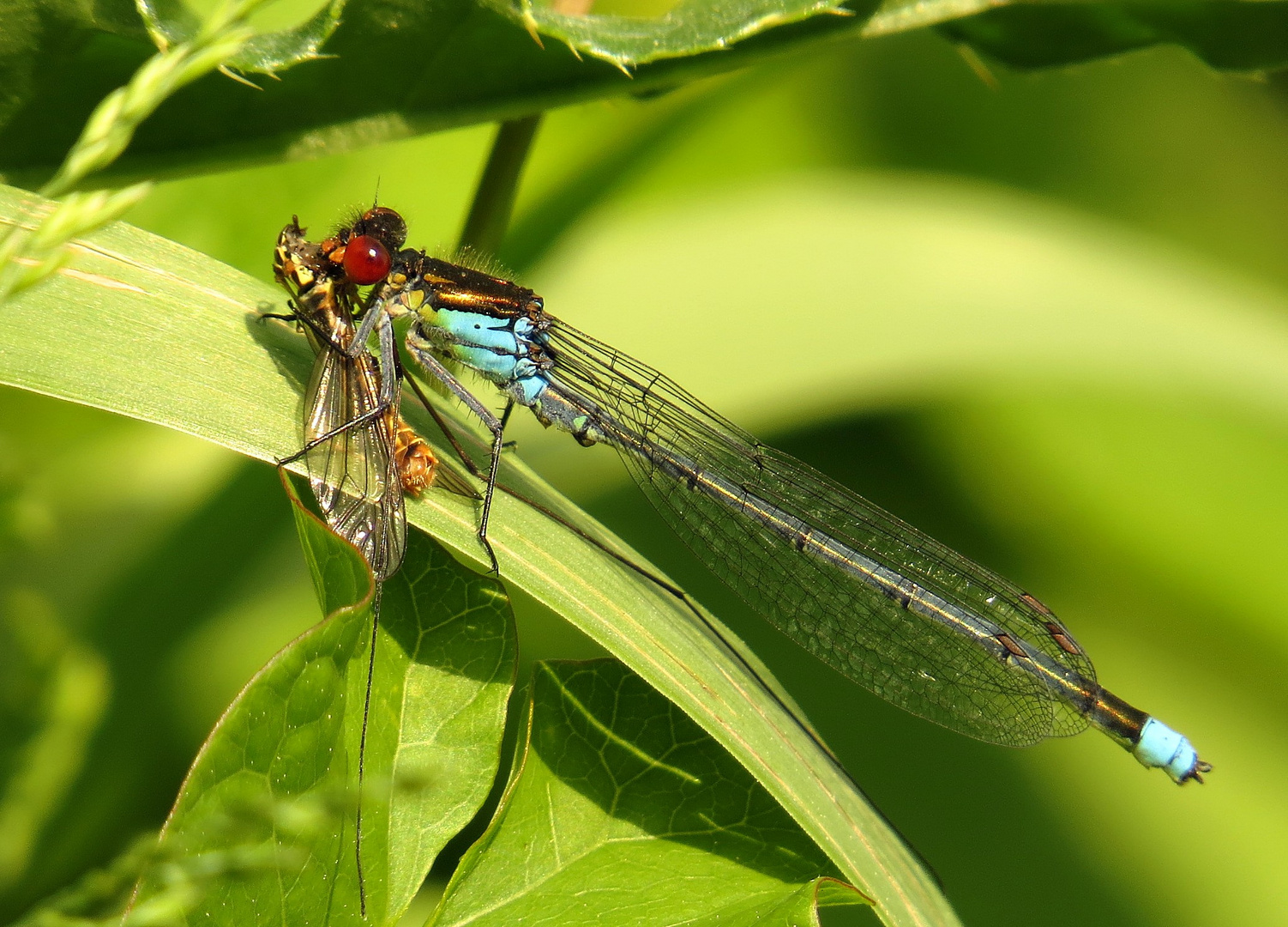 Große Granatauge (Erythromma najas), Männchen beim Fressen