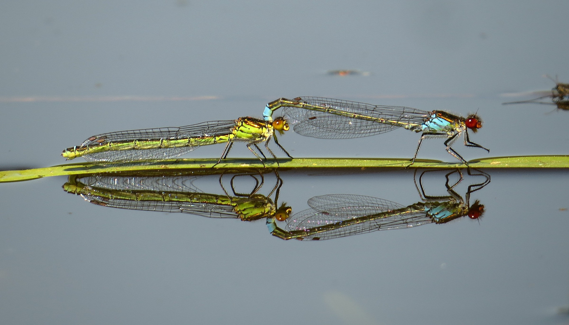 Große Granatauge (Erythromma najas), Tandem 