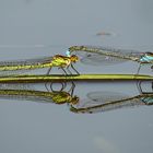 Große Granatauge (Erythromma najas), Tandem 