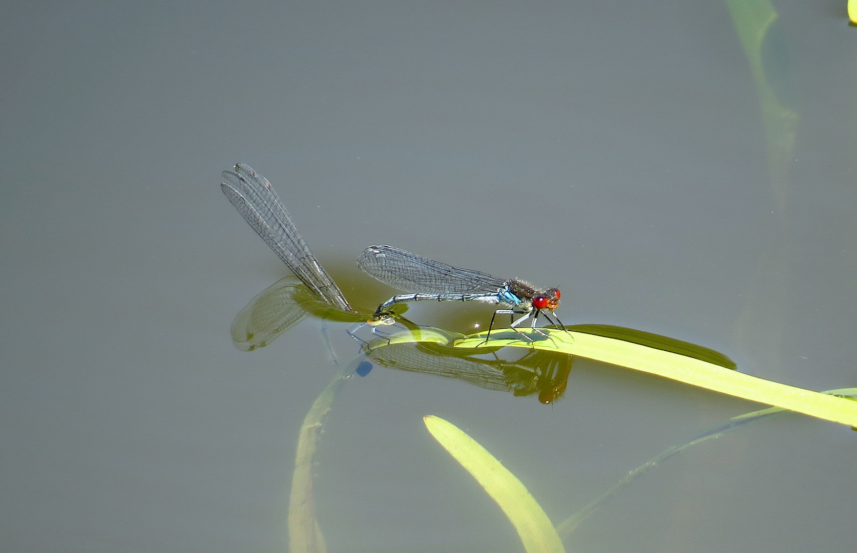 Grosse Granatauge (Erythromma najas) Tandem bei der Eiablage.  