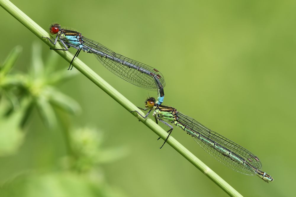 Große Granataugen im Tandem