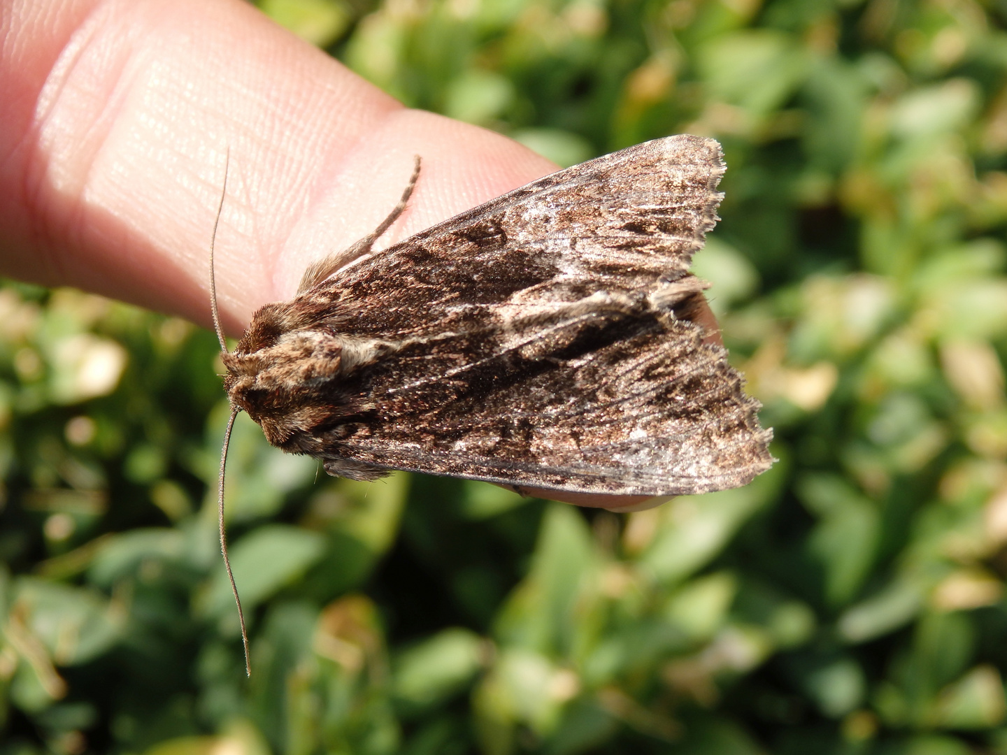 Große Grasbüscheleule (Apamea monoglypha)