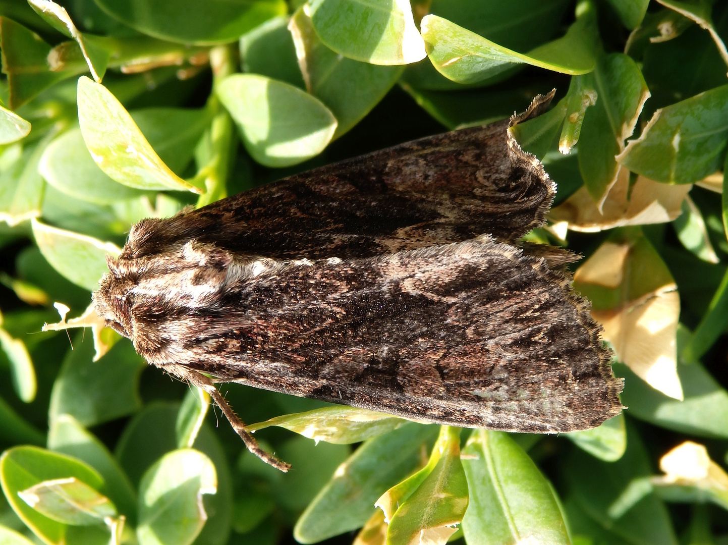 Große Grasbüscheleule (Apamea monoglypha)