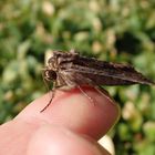 Große Grasbüscheleule (Apamea monoglypha)