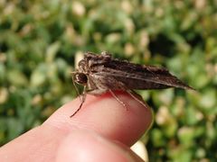 Große Grasbüscheleule (Apamea monoglypha)