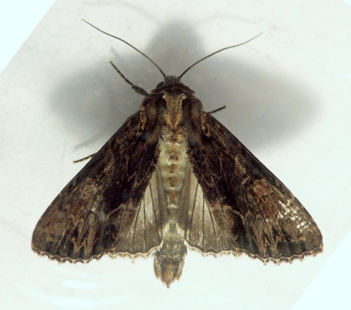 Große Grasbüscheleule (Apamea monoglypha)