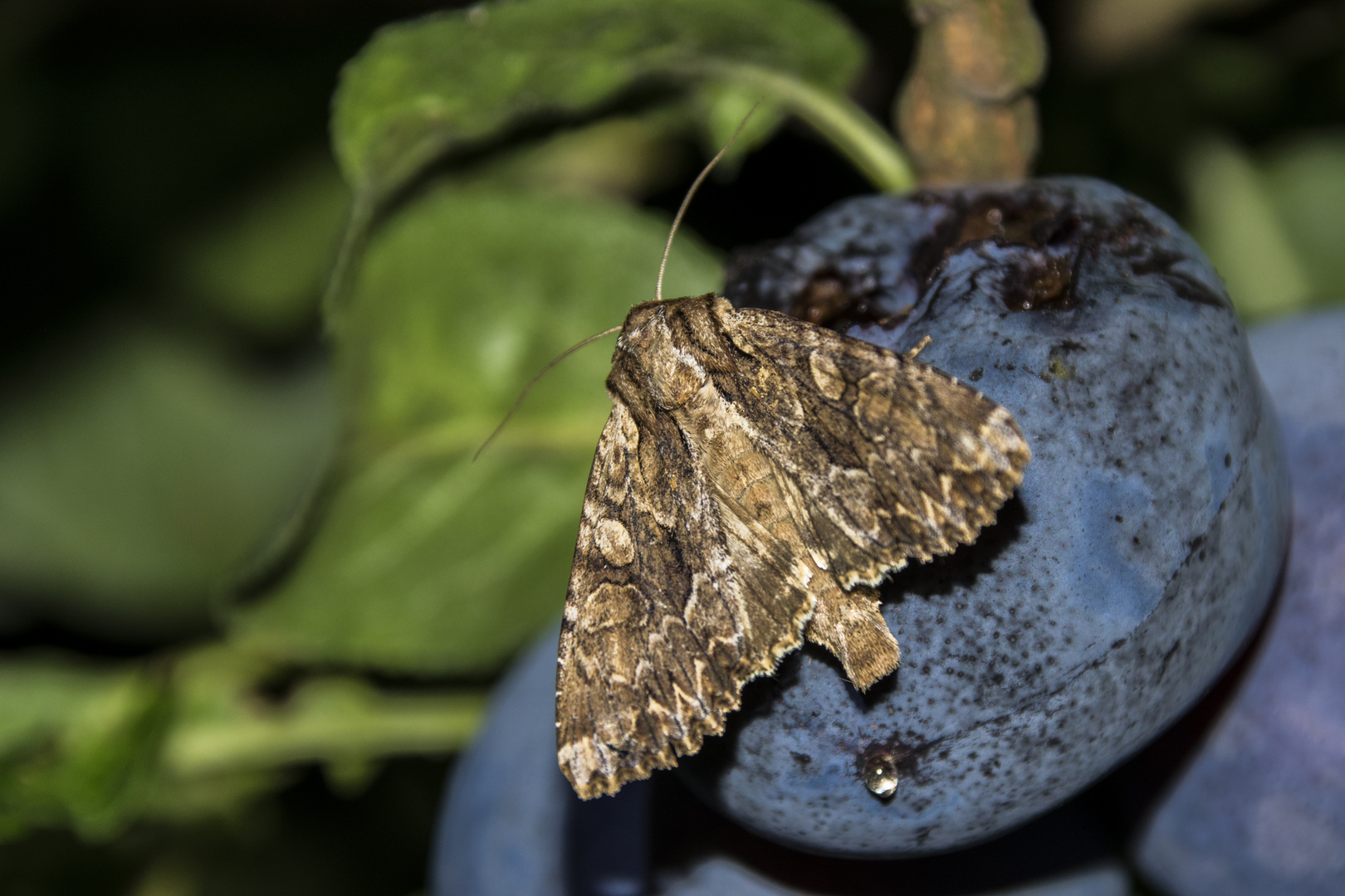 Große Grasbüscheleule (Apamea monoglypha)