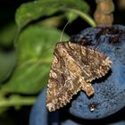 Große Grasbüscheleule (Apamea monoglypha)