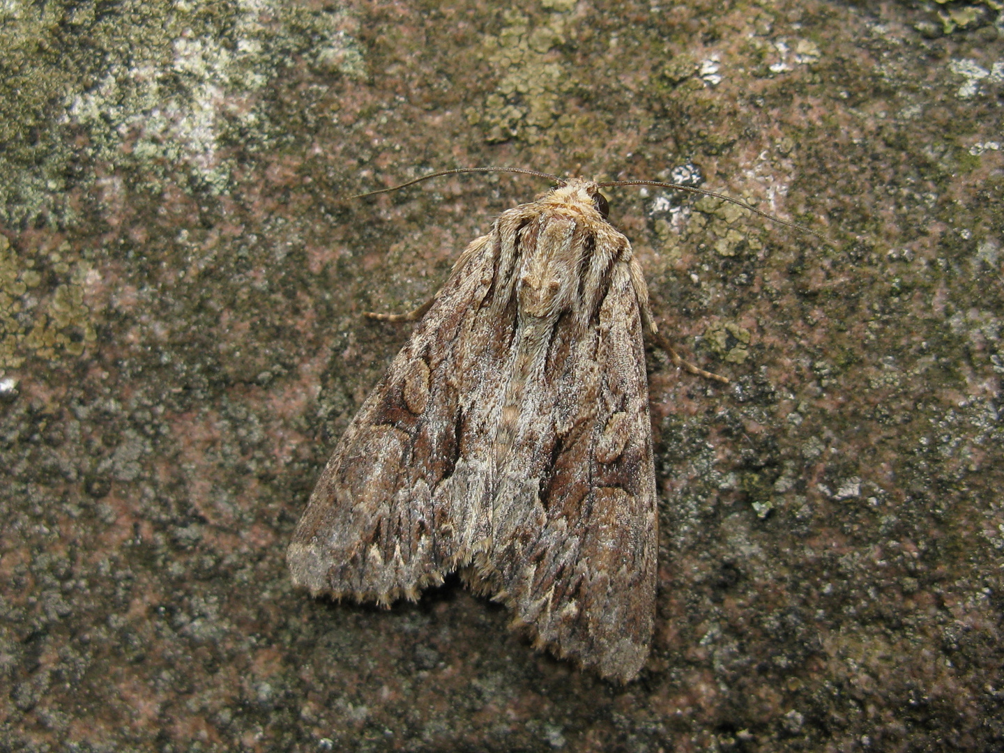 Große Grasbüscheleule (Apamea monoglypha)