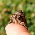 Große Grasbüscheleule (Apamea monoglypha)