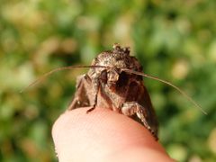 Große Grasbüscheleule (Apamea monoglypha)