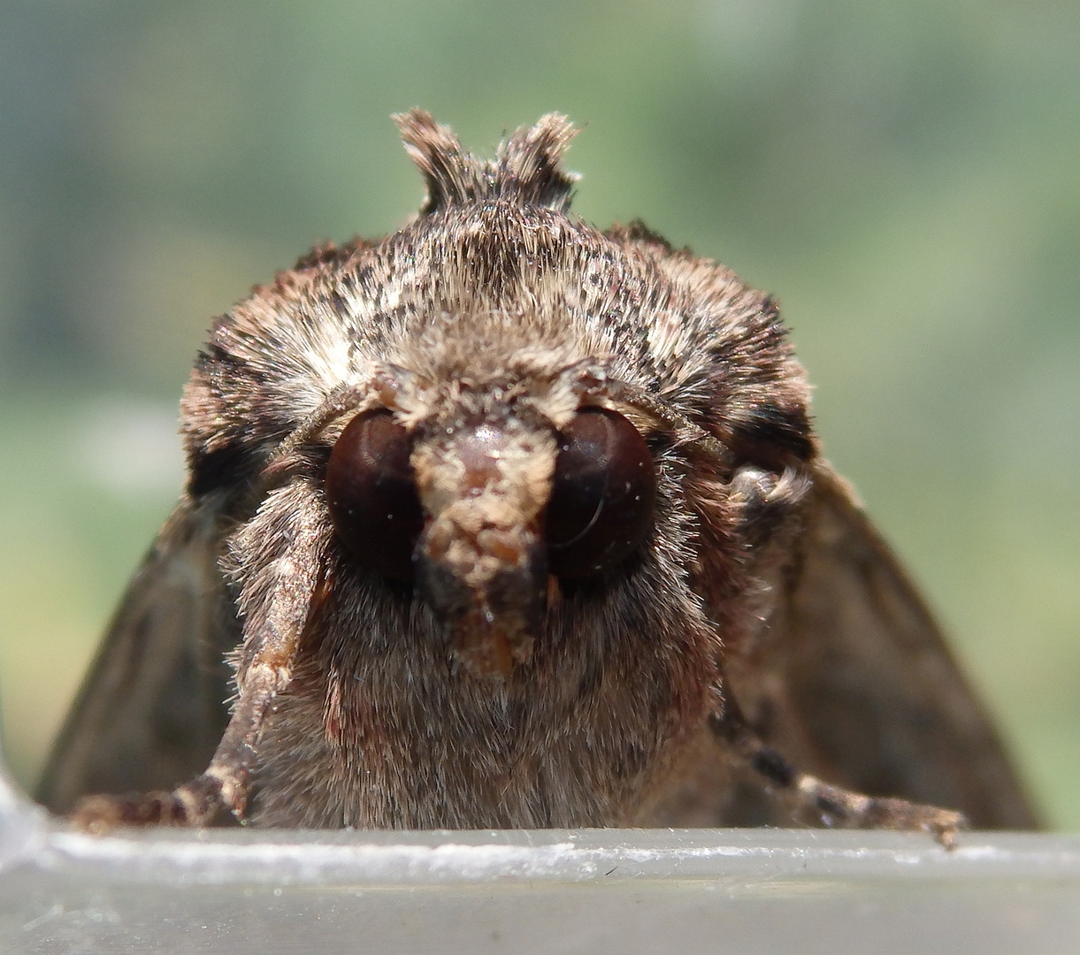 Große Grasbüscheleule (Apamea monoglypha)