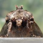 Große Grasbüscheleule (Apamea monoglypha)