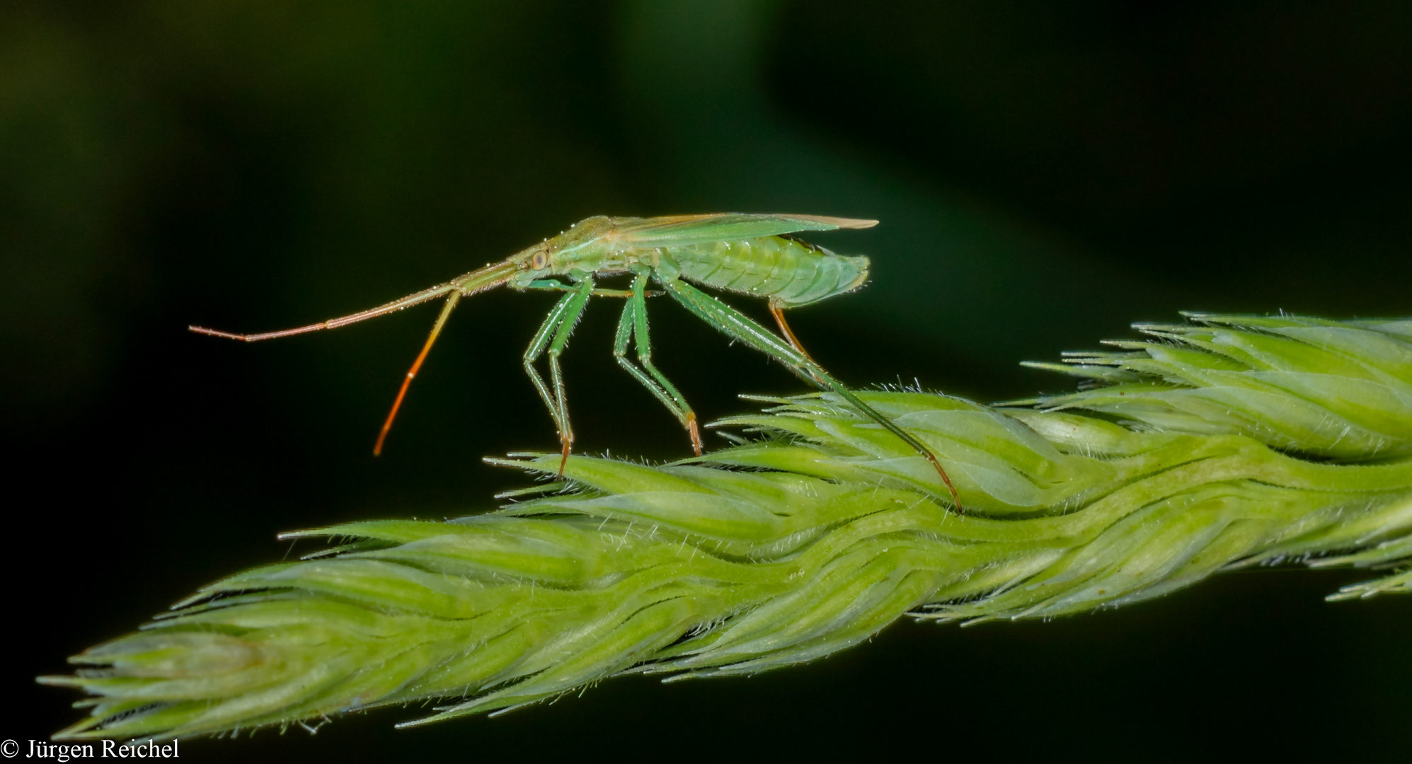 Große Graswanze (Megaloceroea recticonis) 