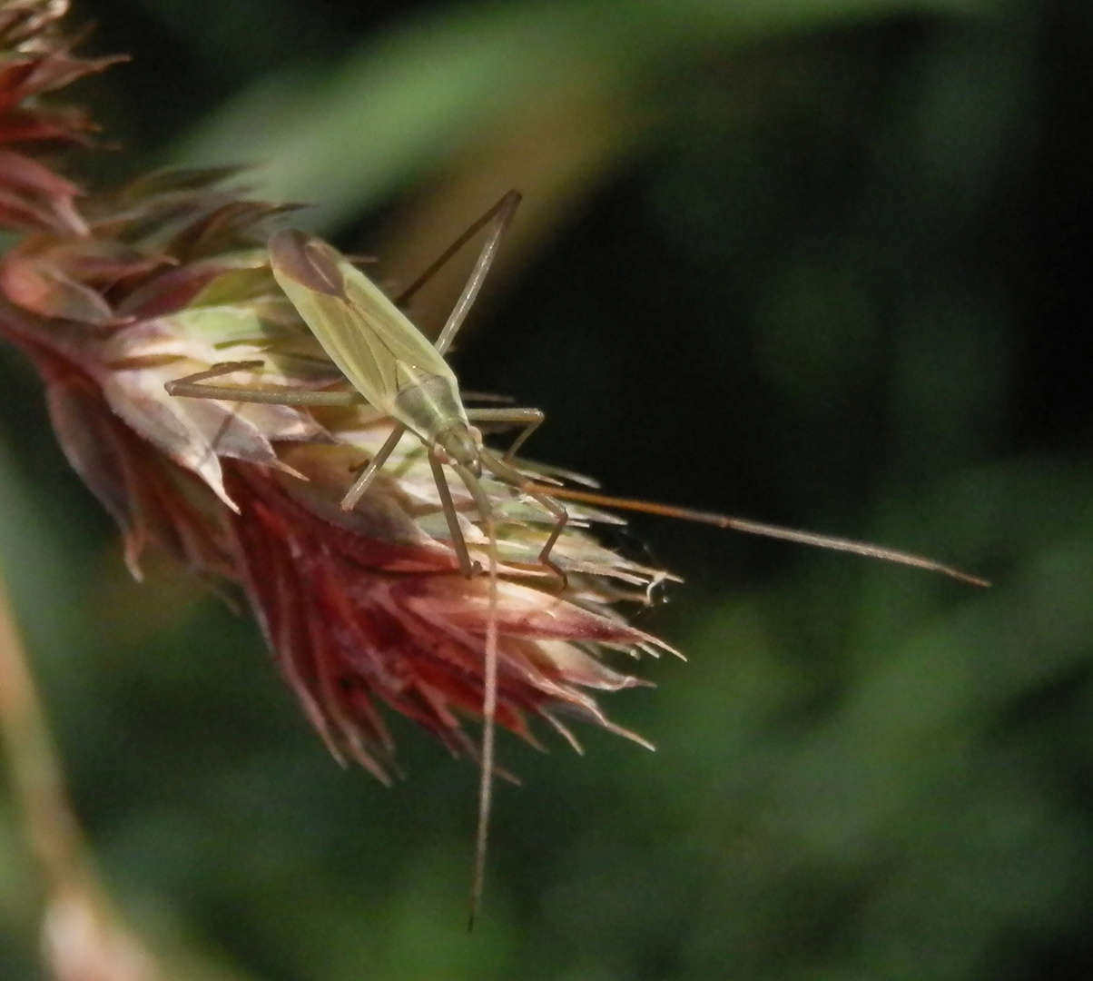 Große Graswanze (Megaloceroea recticornis) auf Knäuelgras