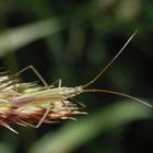 Große Graswanze (Megaloceroea recticornis) auf Knäuelgras - Zweite Ansicht