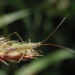 Große Graswanze (Megaloceroea recticornis) auf Knäuelgras - Zweite Ansicht