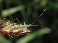 Große Graswanze (Megaloceroea recticornis) auf Knäuelgras - Zweite Ansicht