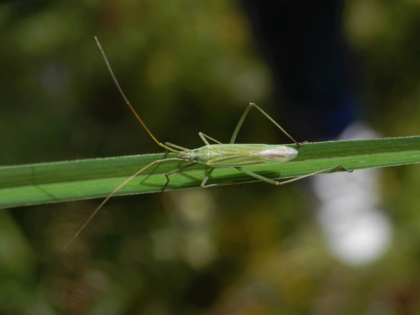 Große Graswanze (Megaloceroea recticornis) - Wieder eine neue Wanze in unserem Garten