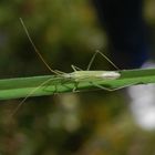 Große Graswanze (Megaloceroea recticornis) - Wieder eine neue Wanze in unserem Garten