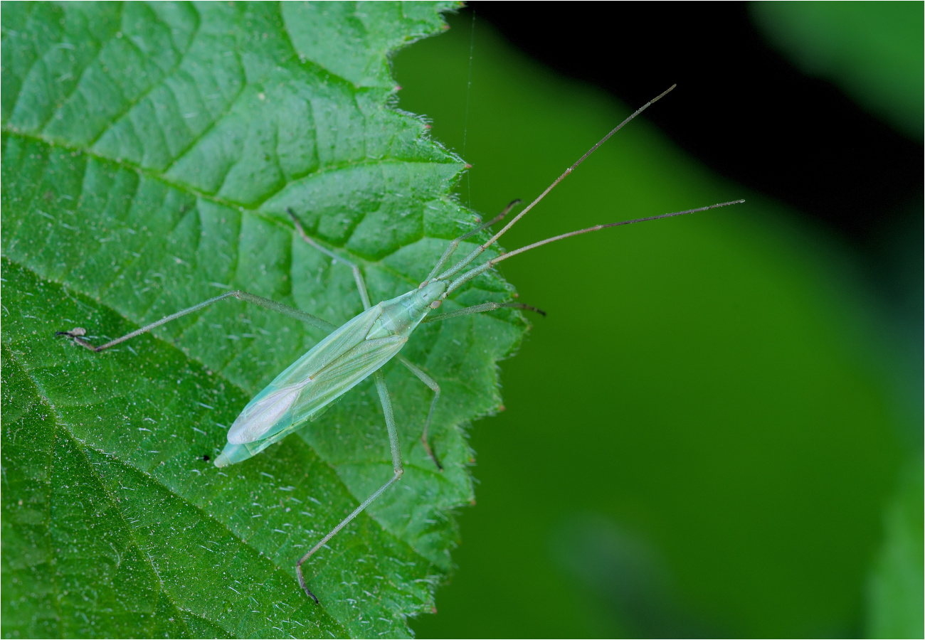 Große Graswanze (Megaloceroea rectornis)