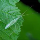 Große Graswanze (Megaloceroea rectornis)