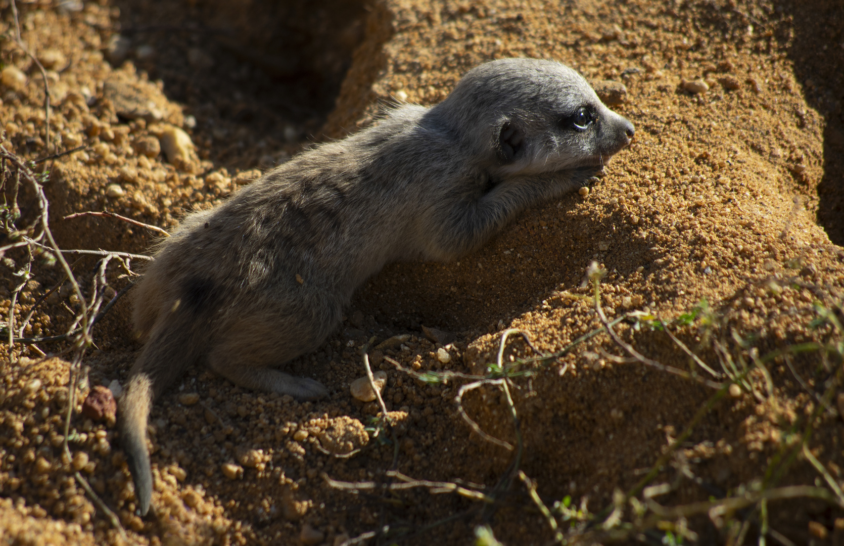 Grosse, grosse fatigue ! (Suricata suricatta, suricate -bébé)