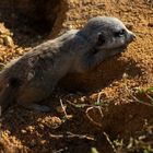 Grosse, grosse fatigue ! (Suricata suricatta, suricate -bébé)