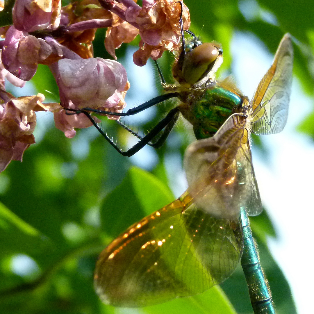 große grüne Libelle