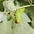 Große grüne Raupe mit sehr großen Appetit