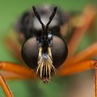 Große Habichtsfliege (Dioctria oelandica) 