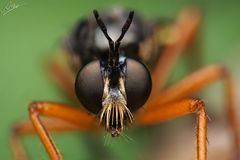 Große Habichtsfliege (Dioctria oelandica) 