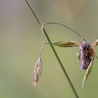 Große Harzbiene 