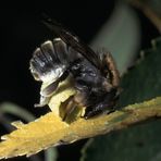 Große Harzbiene beim Blattschneiden