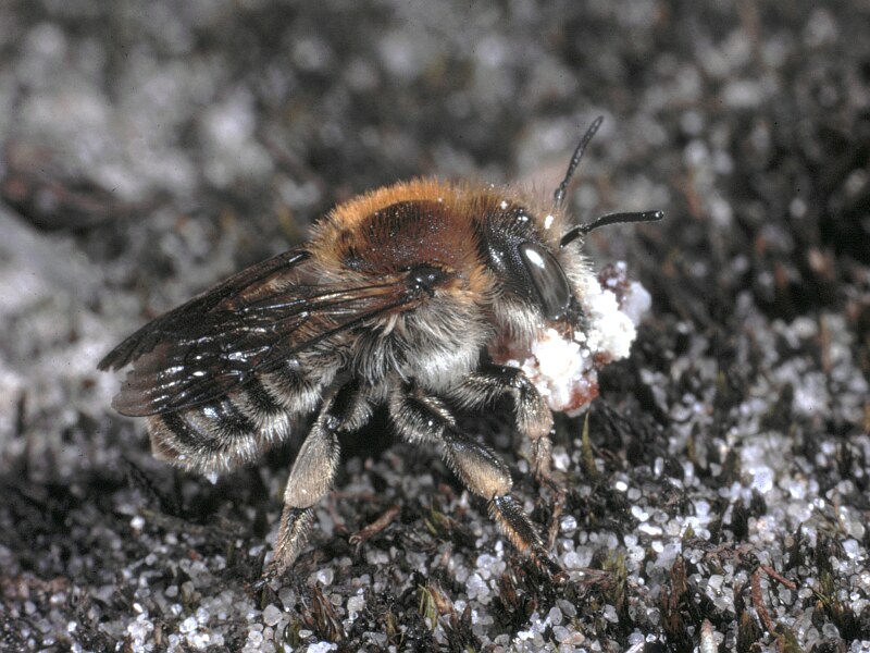 Große Harzbiene mit Harzklumpen