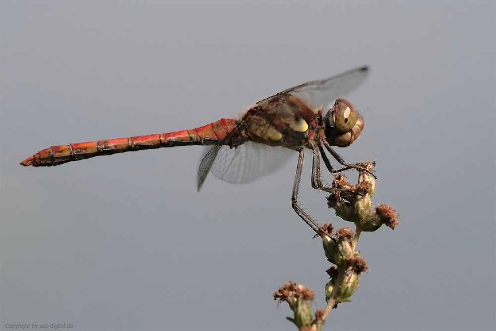 Grosse Heidelibelle