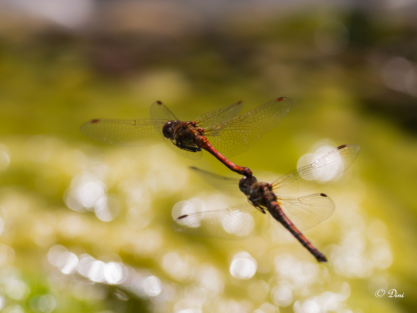 Große Heidelibelle beim Paarungsflug