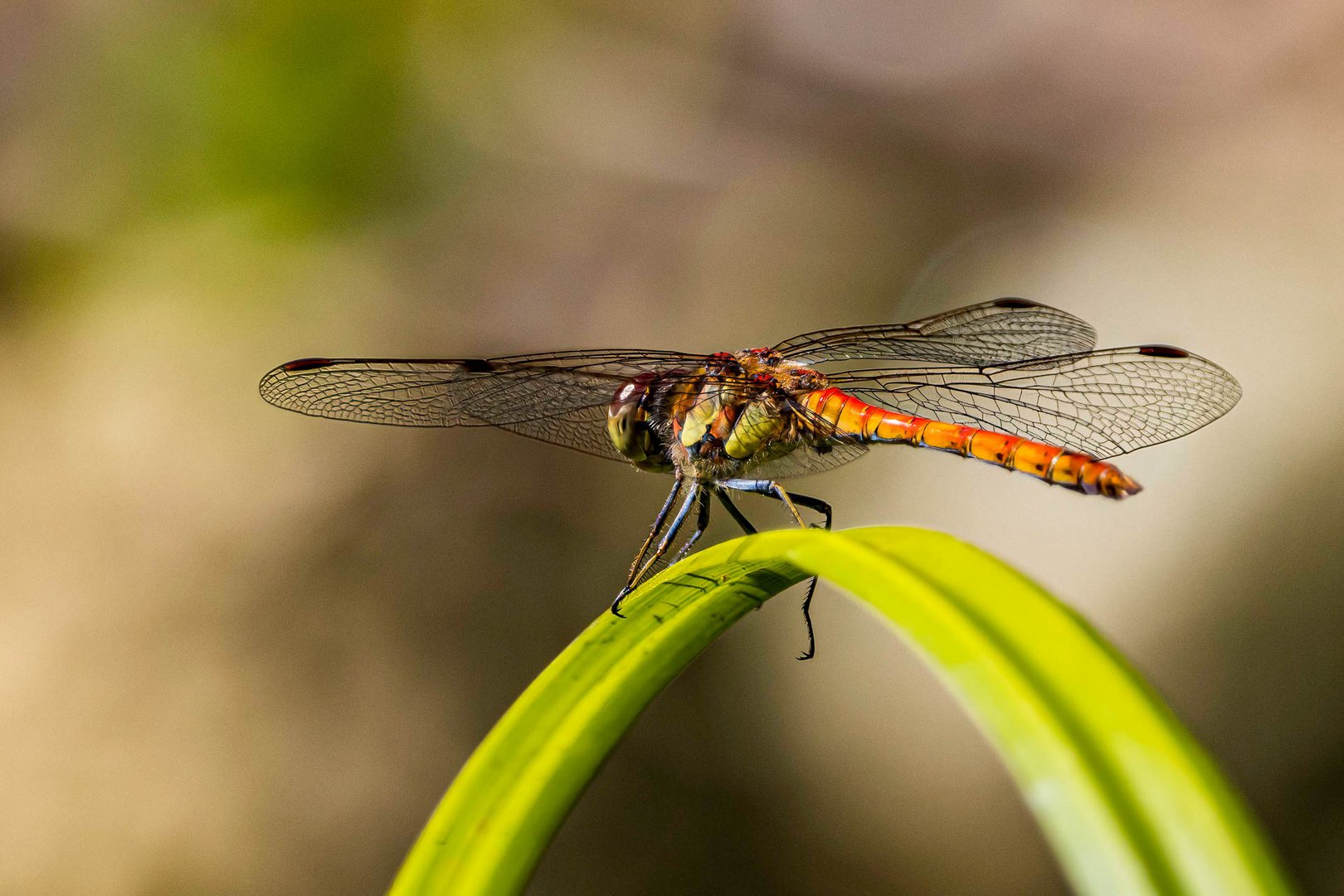 Große Heidelibelle / Common darter