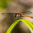 Große Heidelibelle / Common darter