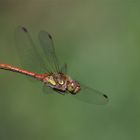 Grosse Heidelibelle Flugstudie