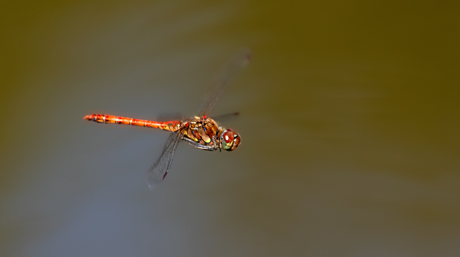 Große Heidelibelle im Flug 001