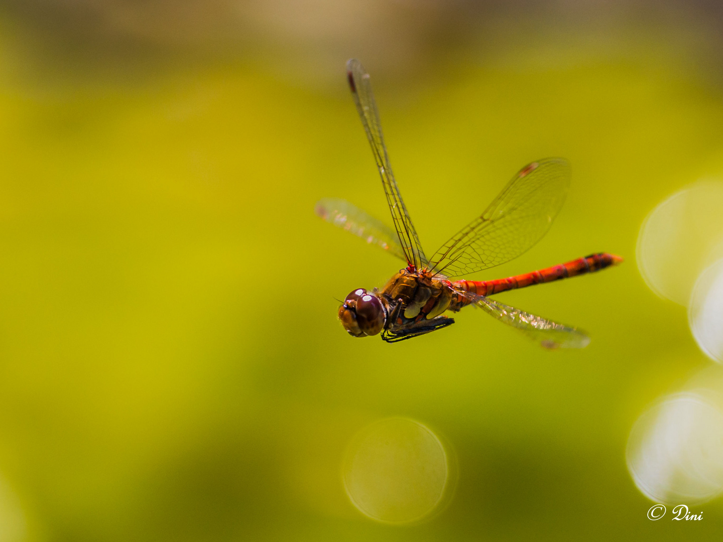 Große Heidelibelle im Flug