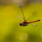 Große Heidelibelle im Flug