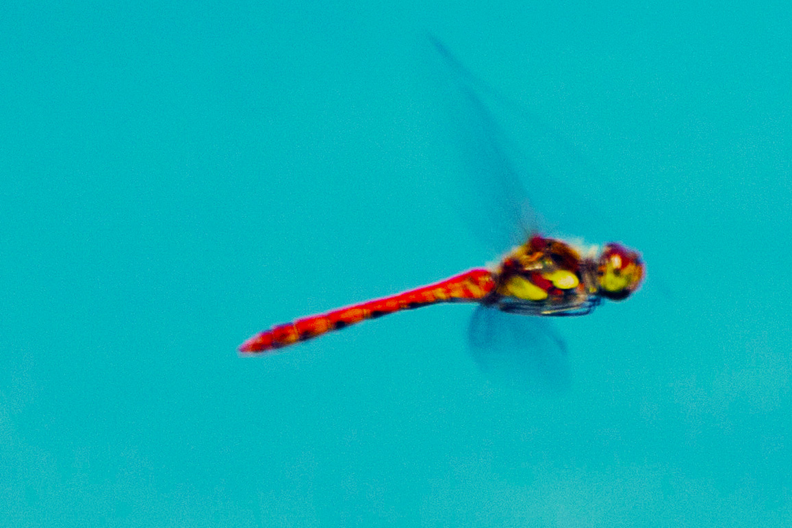 Große Heidelibelle im Flug