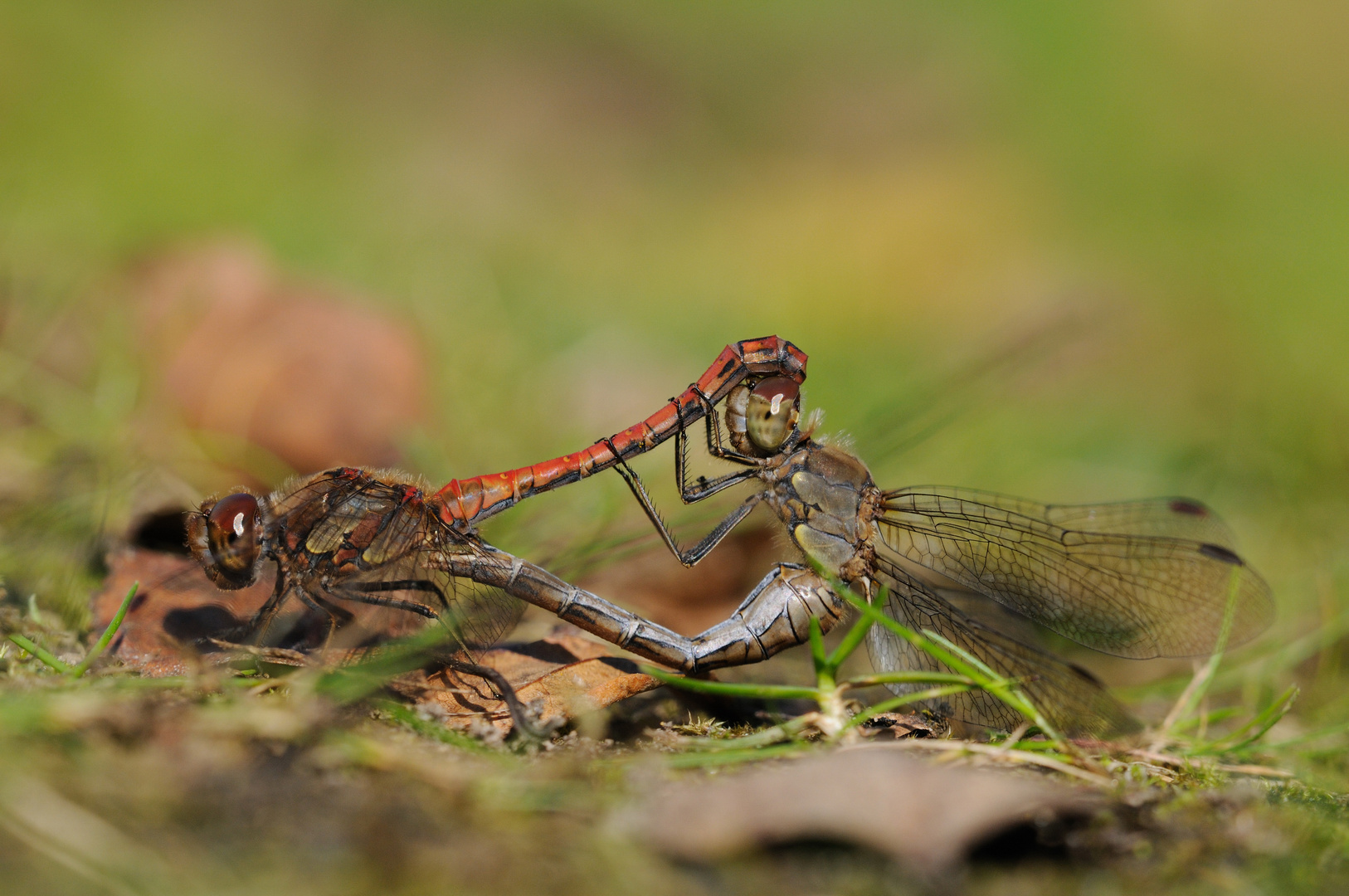 Große Heidelibelle im Paarungsrad